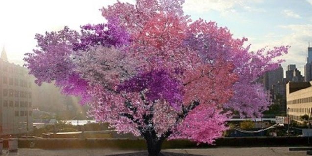 Iš vieno medžio – 40 skirtingų vaisių rūšių